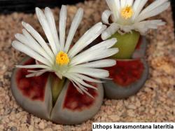 Seme cveća: Lithops karasmontana lateritia - 20 semenki