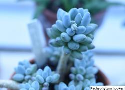 Seme cveća: Pachyphytum hookeri - 20 semenki