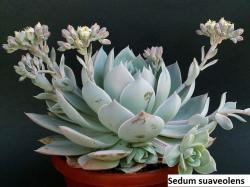 Seme cveća: Sedum suaveolens - 20 semenki