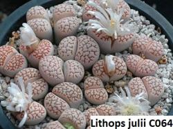 Seme cveća: Lithops julii /C064/ - 20 semenki
