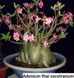 Seme cveća: Adenium 'Thai Socotranum' - 5 semenki