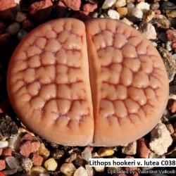 Seme cveća: Lithops hookeri v lutea - 20 semenki