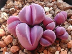 Seme cveća: Lithops optica cv Rubra - 10 semenki