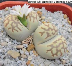 Seme cveća: Lithops julii ssp fulleri v brunnea - 20 semenki