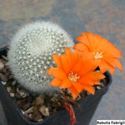 Kaktusi: Rebutia fiebrigii - 10 semenki