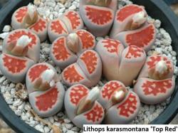 Seme cveća: Lithops karasmontana /Top Red/ - 20 semenki