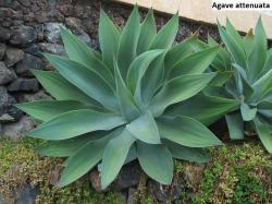 Seme cveća: Agave attenuata- 10 semenki