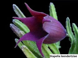 Seme cveća: Stapelia leendertziae - 5 semenki