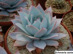 Kaktusi: Echeveria cante - 20 semenki