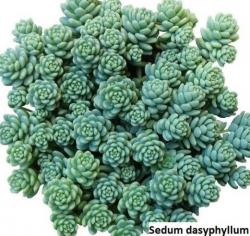 Seme cveća: Sedum dasyphyllum - 20 semenki