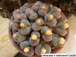 Seme cveća: Lithops olivacea v nebrownii - 20 semenki