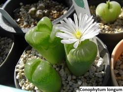 Kaktusi: Conophytum longum - 20 semenki