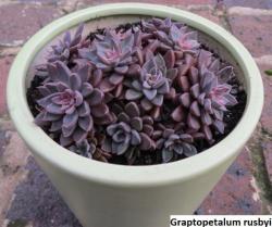 Seme cveća: Graptopetalum rusbyi - 20 semenki