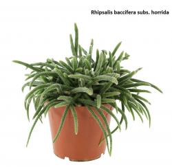 Seme cveća: Rhipsalis baccifera subs. horrida - 20 semenki