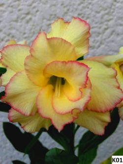 Seme cveća: Adenium obesum /K01/ - 5 semenki