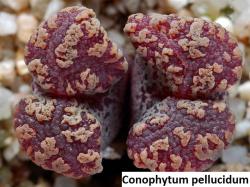 Kaktusi: Conophytum pellucidum - 10 semenki