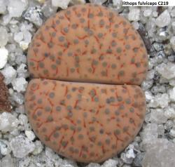 Seme cveća: Lithops fulviceps Lydiae /C219/ - 20 semenki