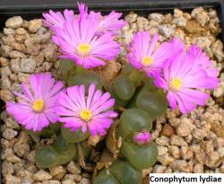 Seme cveća: Conophytum lydiae - 20 semenki