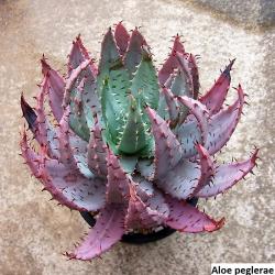 Kaktusi: Aloe Peglerae -  5 semenki