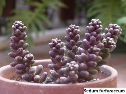 Seme cveća: Sedum furfuraceum - 20 semenki