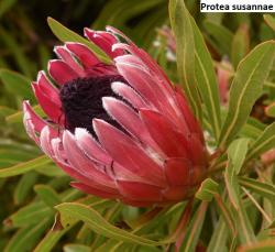 Seme cveća: Protea susannae - 5 semenki