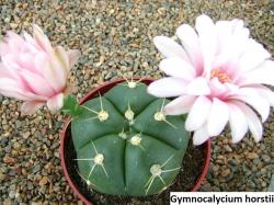 Kaktusi: Gymnocalycium horstii - 10 semenki