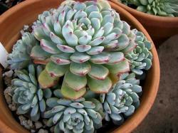 Seme cveća: Echeveria amoena - 20 semenki