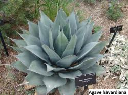 Kaktusi: Agave havardiana - 10 semenki