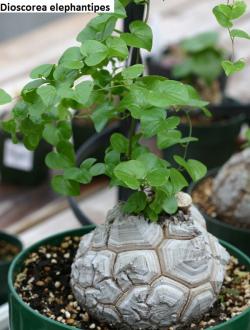 Seme cveća: Dioscorea elephantipes - 5 semenki