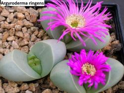 Seme cveća: Argyroderma ringens - 20 semenki