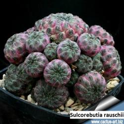 Seme cveća: Sulcorebutia rauschii - 10 semenki