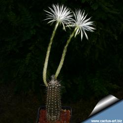 Kaktusi: Setiechinopsis mirabilis (Echinopsis mirabilis) - 10 semenki