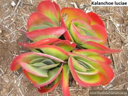 Seme cveća: Kalanchoe luciae - 20 semenki 