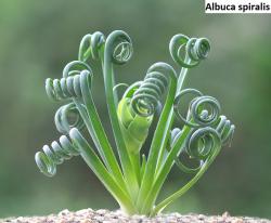 Kaktusi: Albuca spiralis - 5 semenki