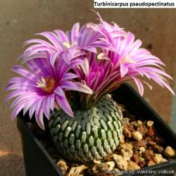 Seme cveća: Turbinicarpus pseudopectinatus - 10 semenki