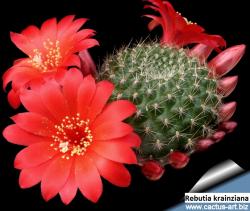 Kaktusi: Rebutia krainziana - 10 semenki