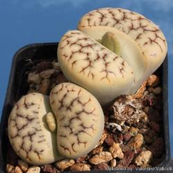 Seme cveća: Lithops gracilidelineata - 20 semenki