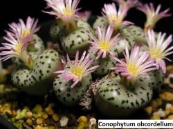 Seme cveća: Conophytum obcordellum - 10 semenki