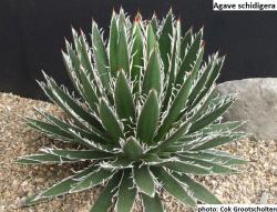 Seme cveća: Agave schidigera -  10 semenki