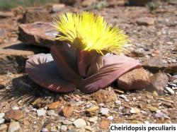 Seme cveća: Cheiridopsis peculiaris - 20 semenki