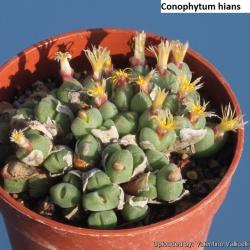 Seme cveća: Conophytum hians - 10 semenki