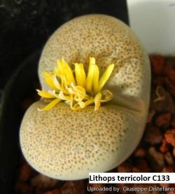 Seme cveća: Lithops terricolor /C133/ - 20 semenki