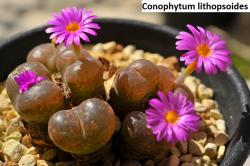 Seme cveća: Conophytum lithopsoides - 10 semenki