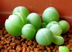 Seme cveća: Gibbaeum comptonii - 20 semenki