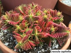 Seme cveća: Crassula capitella - 20 semenki