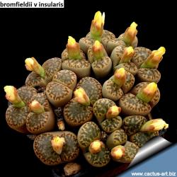 Seme cveća: Lithops bromfieldii v insularis - 20 semenki