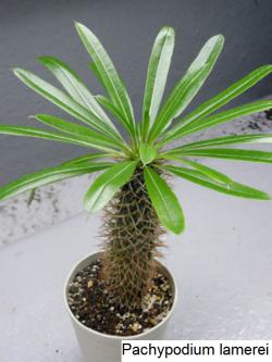 Seme cveća: Pachypodium lamerei - 5 semenki