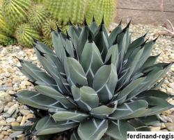 Kaktusi: Agave ferdinandi-regis - 10 semenki