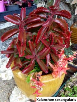 Kaktusi: Kalanchoe sexangularis - 20 semenki