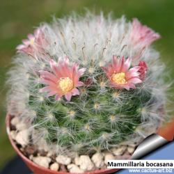 Kaktusi: Mammillaria bocasana - 10 semenki